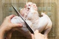 Woman hands cutting off leg with knife from raw body chicken on glass cutting board on wooden background