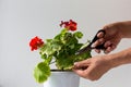 Woman hands cutting yellow damaged leaves because of hotness and drought of blooming geranium