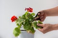 Woman hands cutting yellow damaged leaves because of hotness and drought of blooming geranium