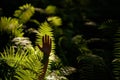 Woman hands in fern leavves.