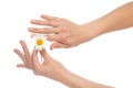 Woman hands french manicure with camomile daisy flower Royalty Free Stock Photo