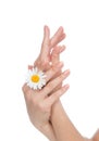 Woman hands french manicure with camomile flower Royalty Free Stock Photo