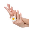 Woman hands french manicure with camomile flower Royalty Free Stock Photo