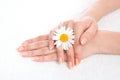 Woman hands french manicure with camomile flower on fresh towel Royalty Free Stock Photo