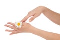 Woman hands french manicure with chamomile daisy flower Royalty Free Stock Photo