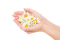 Woman hands french manicure with chamomile daisy flowers Royalty Free Stock Photo