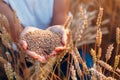 Woman hands full of ripe wheat seeds in cereal field ready for the harvest Royalty Free Stock Photo