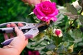 Woman hands with gardening shears cutting pink rose of bush.