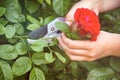 Woman hands with gardening shears cutting red rose of bush.