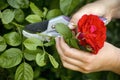 Woman hands with gardening shears cutting red rose