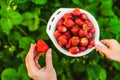 Woman hands gathering strawberry Royalty Free Stock Photo