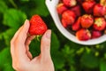 Woman hands gathering strawberry Royalty Free Stock Photo