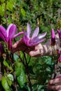 Woman hands gentle touching flowers of Black Lily Magnolia. Magnolia Liliiflora