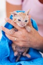 Woman hands gently dry wet kitten after bath Royalty Free Stock Photo