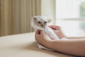 Woman hands gently rub a cute persian kitten with  white towel after bath Royalty Free Stock Photo