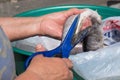 Woman hands gutting and cleaning pike fish Royalty Free Stock Photo