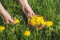 Woman hands harvesting dandelion flowers. Spring medicinal plants Royalty Free Stock Photo