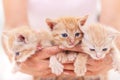 Woman hands hold a bunch of three adorable kitten