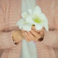 Woman hands holding amaryllis flower in her hands, light pink pastel colors Royalty Free Stock Photo