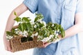 Woman hands holding apple blossom in her hands Royalty Free Stock Photo