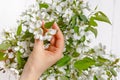 Woman hands holding apple blossom in her hands Royalty Free Stock Photo