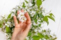 Woman hands holding apple blossom in her hands Royalty Free Stock Photo