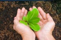 Woman hands holding and caring a green young tree with brown soil background. Royalty Free Stock Photo