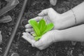 Woman hands holding and caring a green young tree with brown soil. Royalty Free Stock Photo