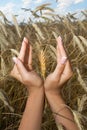 Woman hands holding corns Royalty Free Stock Photo