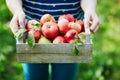 Woman hands holding a crate with fresh ripe apples on farm Royalty Free Stock Photo