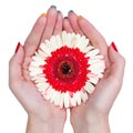 Woman hands holding a flower Royalty Free Stock Photo