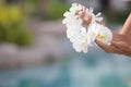 Woman hands holding Flower lei garland of white plumeria. Royalty Free Stock Photo