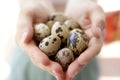 Woman hands holding fragile quail eggs Royalty Free Stock Photo