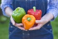 Woman hands holding fresh vegetable, pepper Royalty Free Stock Photo