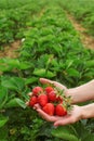 Woman hands holding freshly picked strawberries in both hands, self picking strawberry farm in background, space for text in upper Royalty Free Stock Photo