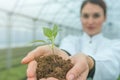 Woman hands holding green plant in soil. New life concept. Royalty Free Stock Photo