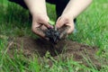 Woman hands holding green seedling with dirty soil on blurred agriculture field background