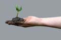 Woman hands holding green seedling with dirty soil on gray background, isolate