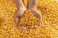 Woman hands holding a handful of golden corn seeds Royalty Free Stock Photo