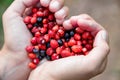 Woman hands holding handful ripe fresh forest berries in heart shape. Blueberry and wild strawberry in human palm.