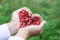 Woman hands holding handful ripe fresh forest berries in heart shape. Blueberry and wild strawberry in human palm. Royalty Free Stock Photo