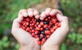 Woman hands holding handful ripe fresh forest berries in heart shape. Blueberry and wild strawberry in human palm.