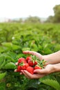 Woman hands holding hands full of freshly picked strawberries, b Royalty Free Stock Photo