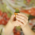 Woman hands holding a little cactus, sensual studio shot Royalty Free Stock Photo