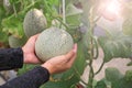 Woman hands holding melon in greenhouse melon farm Royalty Free Stock Photo