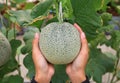 Woman hands holding melon in greenhouse melon farm Royalty Free Stock Photo