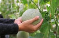 Woman hands holding melon in greenhouse melon farm Royalty Free Stock Photo