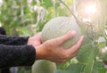 Woman hands holding melon in greenhouse melon farm Royalty Free Stock Photo