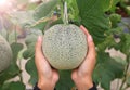 Woman hands holding melon in greenhouse melon farm Royalty Free Stock Photo