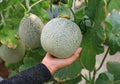 Woman hands holding melon in greenhouse melon farm Royalty Free Stock Photo